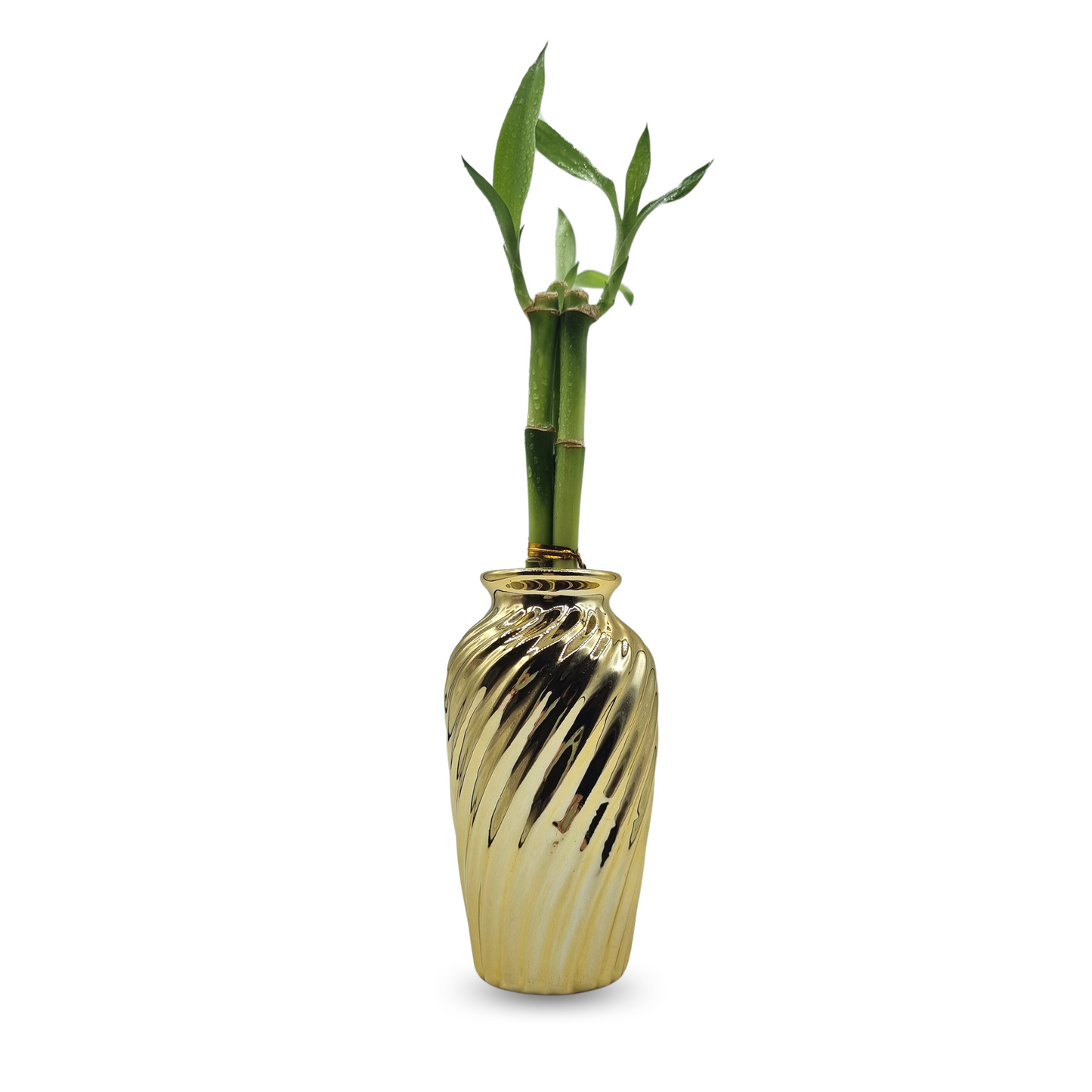 Vaso Haiti em Cerâmica com Bambu da Sorte (Dourado)