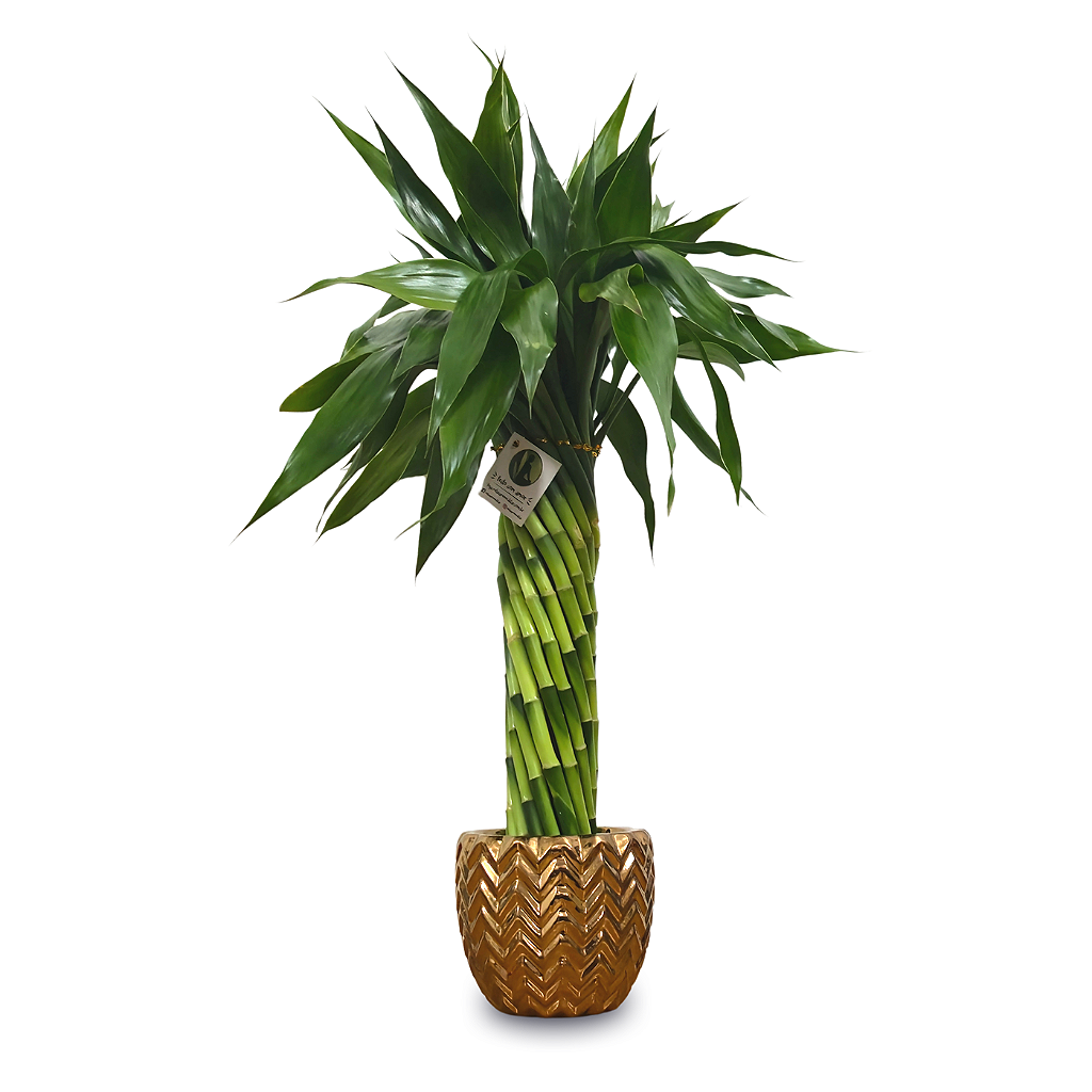 Bambu da Sorte Torre em Espiral com Cachepot em Cerâmica (50cm)