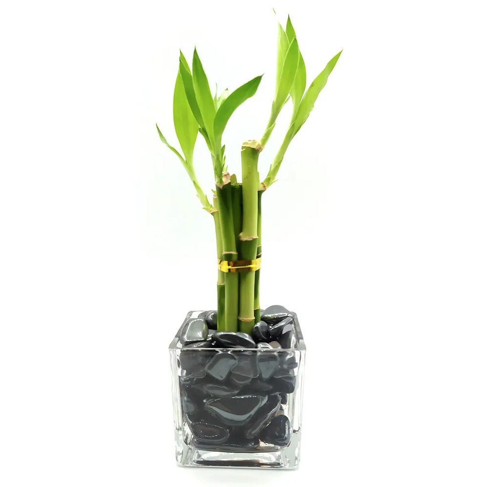 Bambu da Sorte com Pedra Hematita e Vaso de Vidro (6 Hastes)