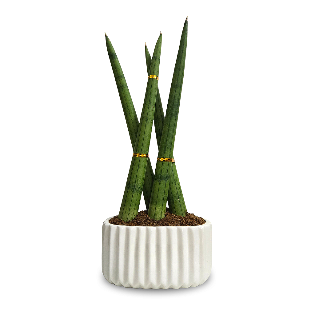 Cachepot em Cerâmica com Lança de São Jorge Trançada