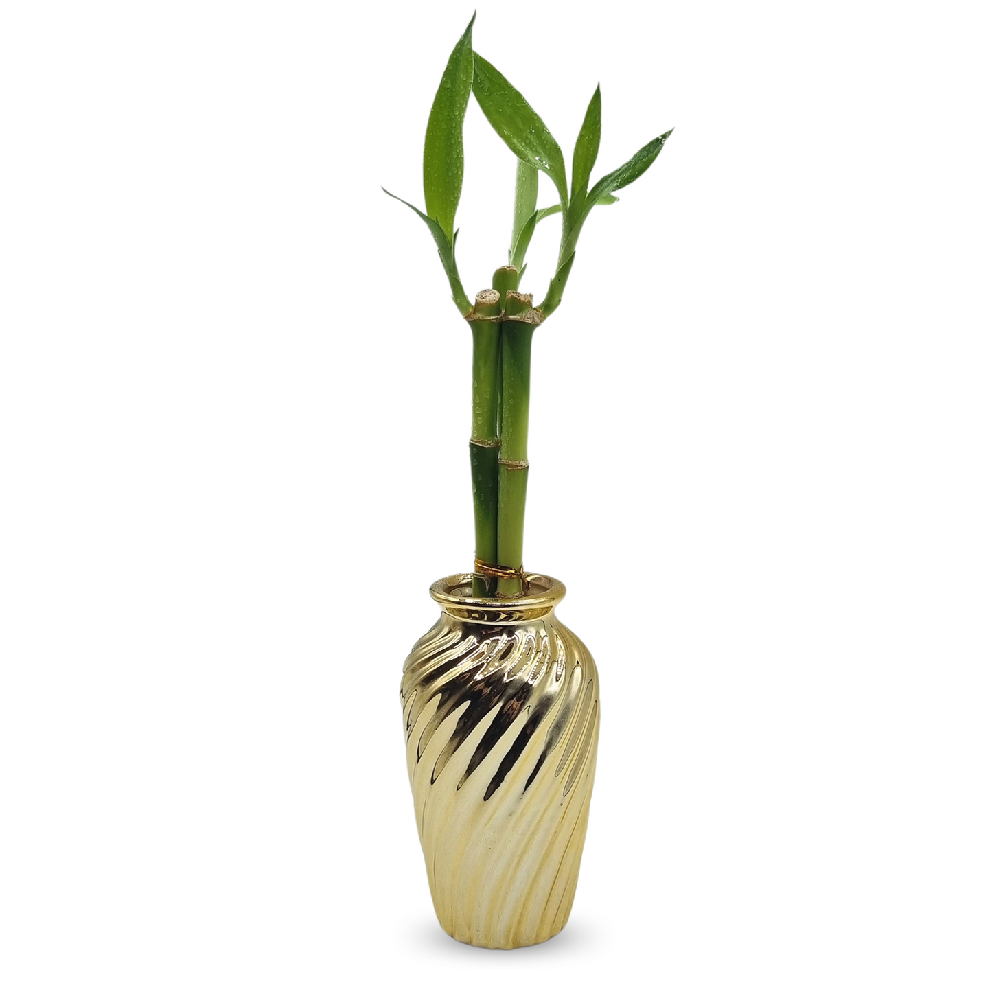 Vaso Haiti em Cerâmica com Bambu da Sorte (Dourado)