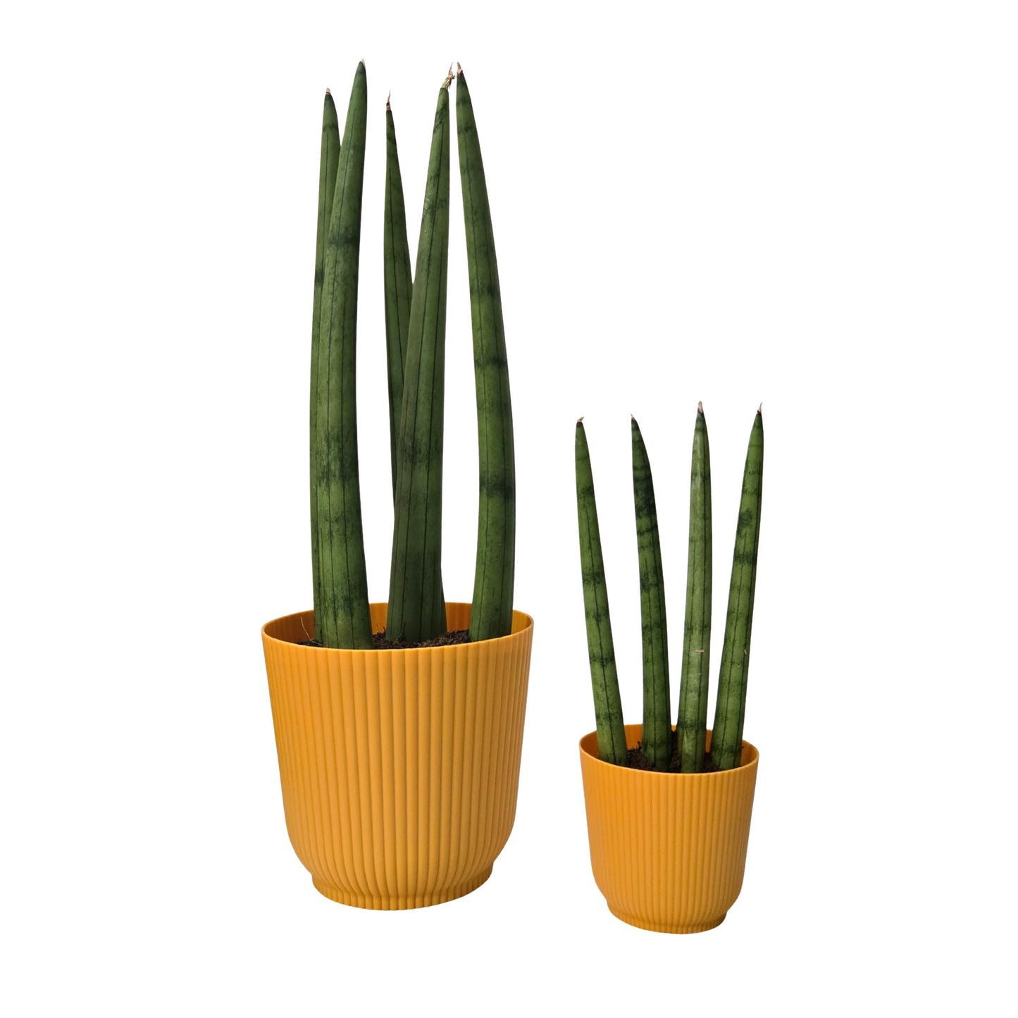 Kit Lança de São Jorge Reta com Cachepot Milan