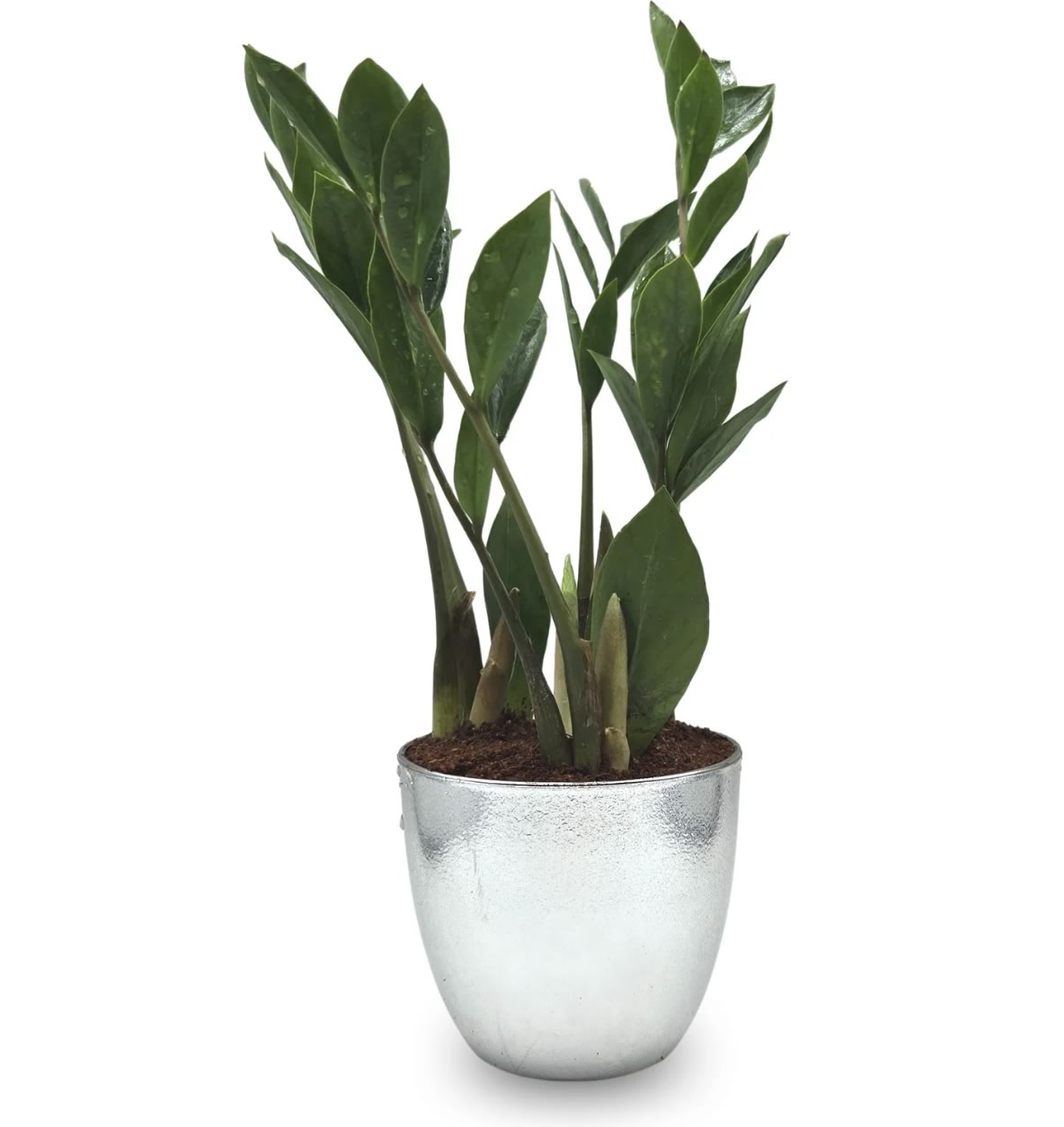 Vaso Prateado com Planta Zamioculca (Planta da Fortuna)