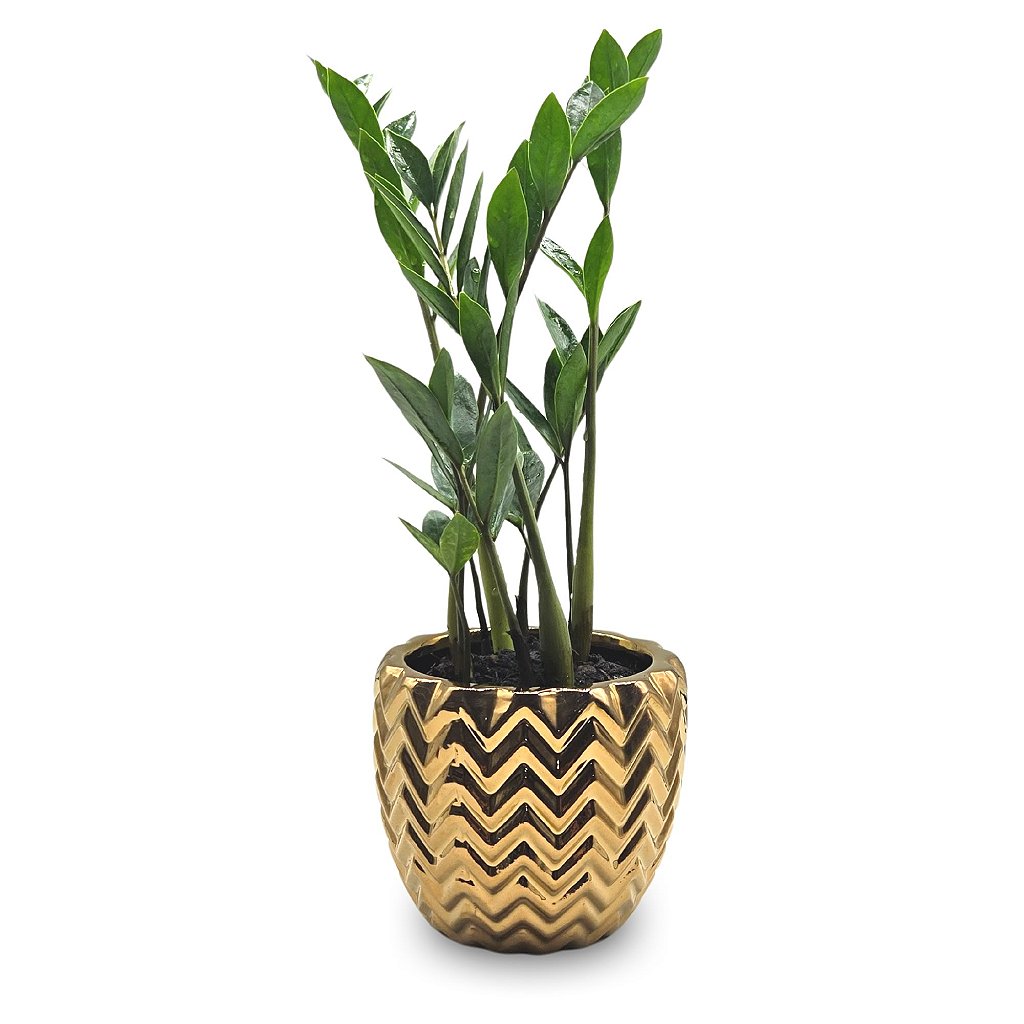 Cachepot em Cerâmica com Zamioculca (Planta da Fortuna)