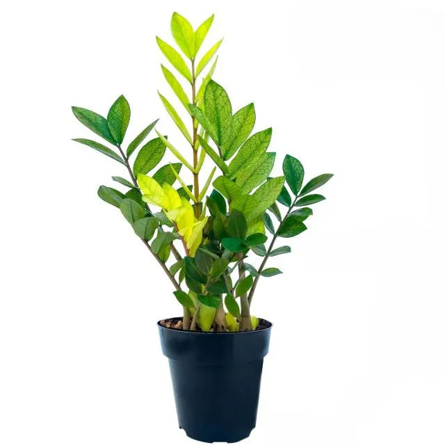 Muda de Zamioculca Chameleon Grande (Planta da Fortuna)