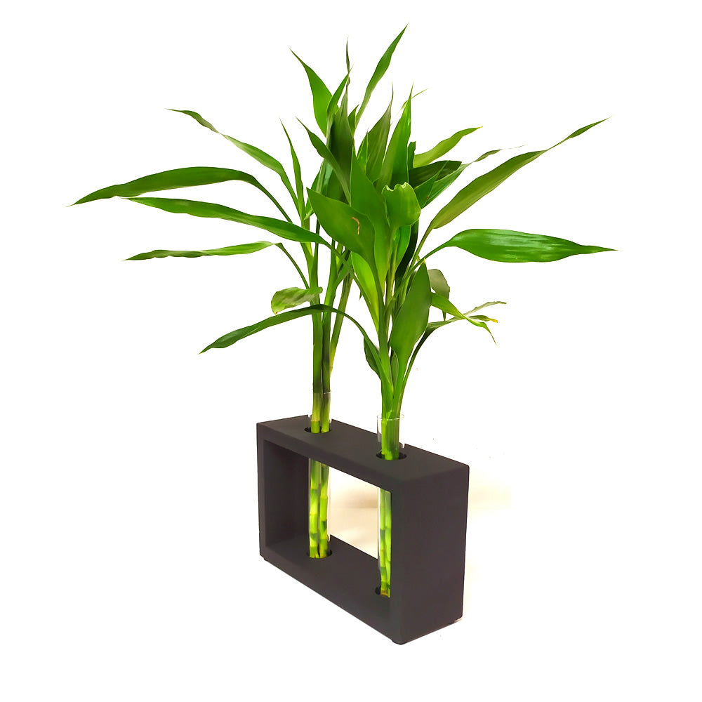 6 Hastes de Bambu da Sorte com Suporte em Madeira e Vaso em Vidro