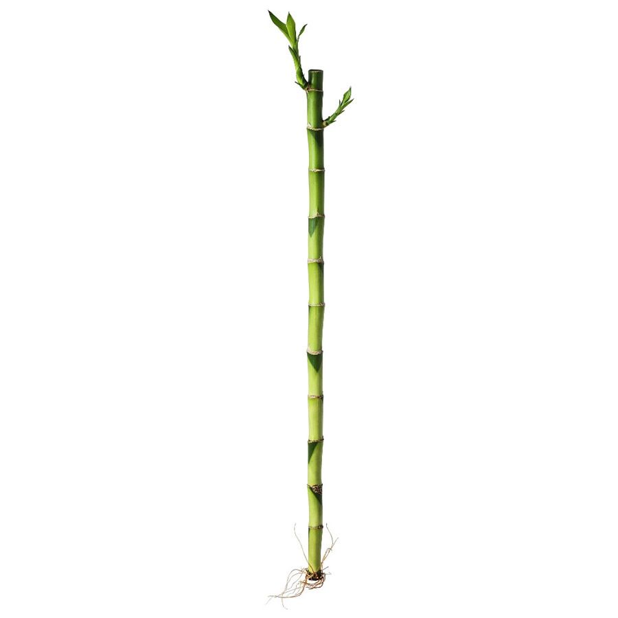Haste de Bambu da Sorte (Médio)