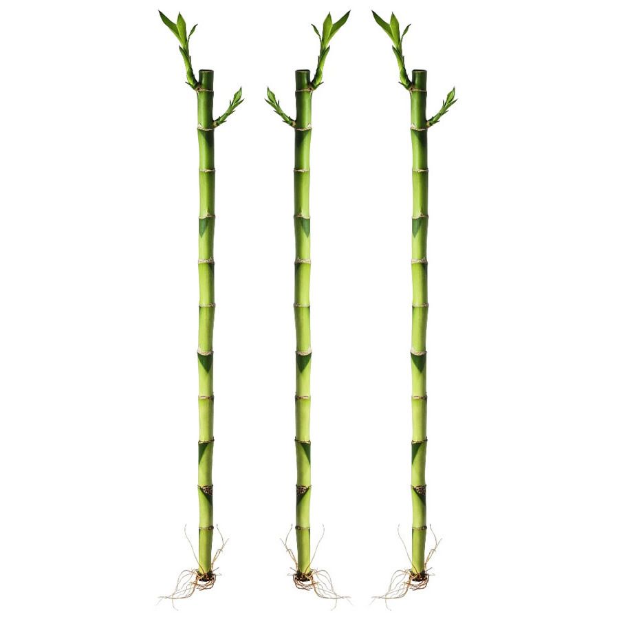 Kit com 3 Hastes de Bambu da Sorte (Médio)