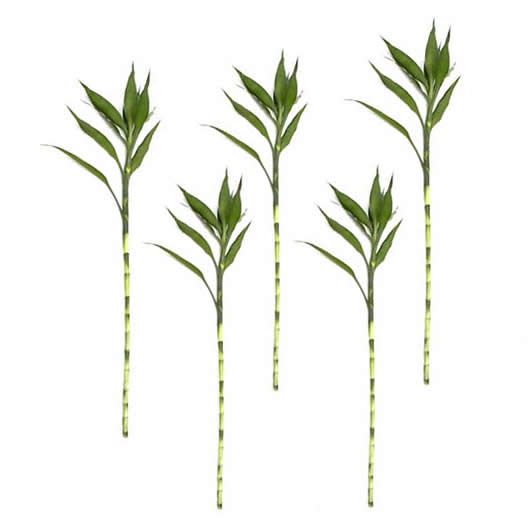 Kit com 6 Hastes de Bambu da Sorte (Grande)