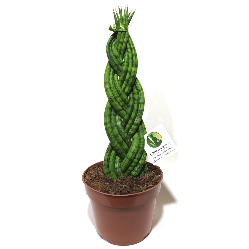 Planta Lança de São Jorge Trançada (Média)