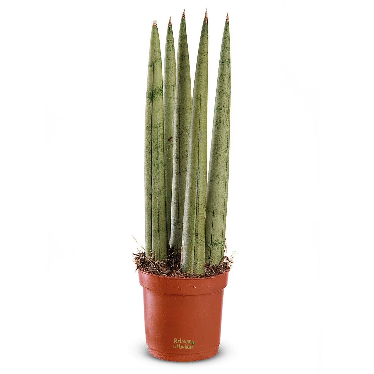 Planta Lança de São Jorge Reta (Pequena)