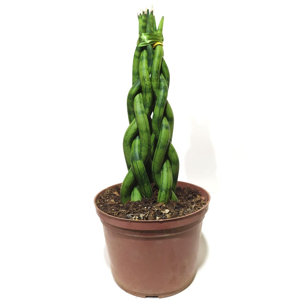 Planta Lança de São Jorge Torre (Média)