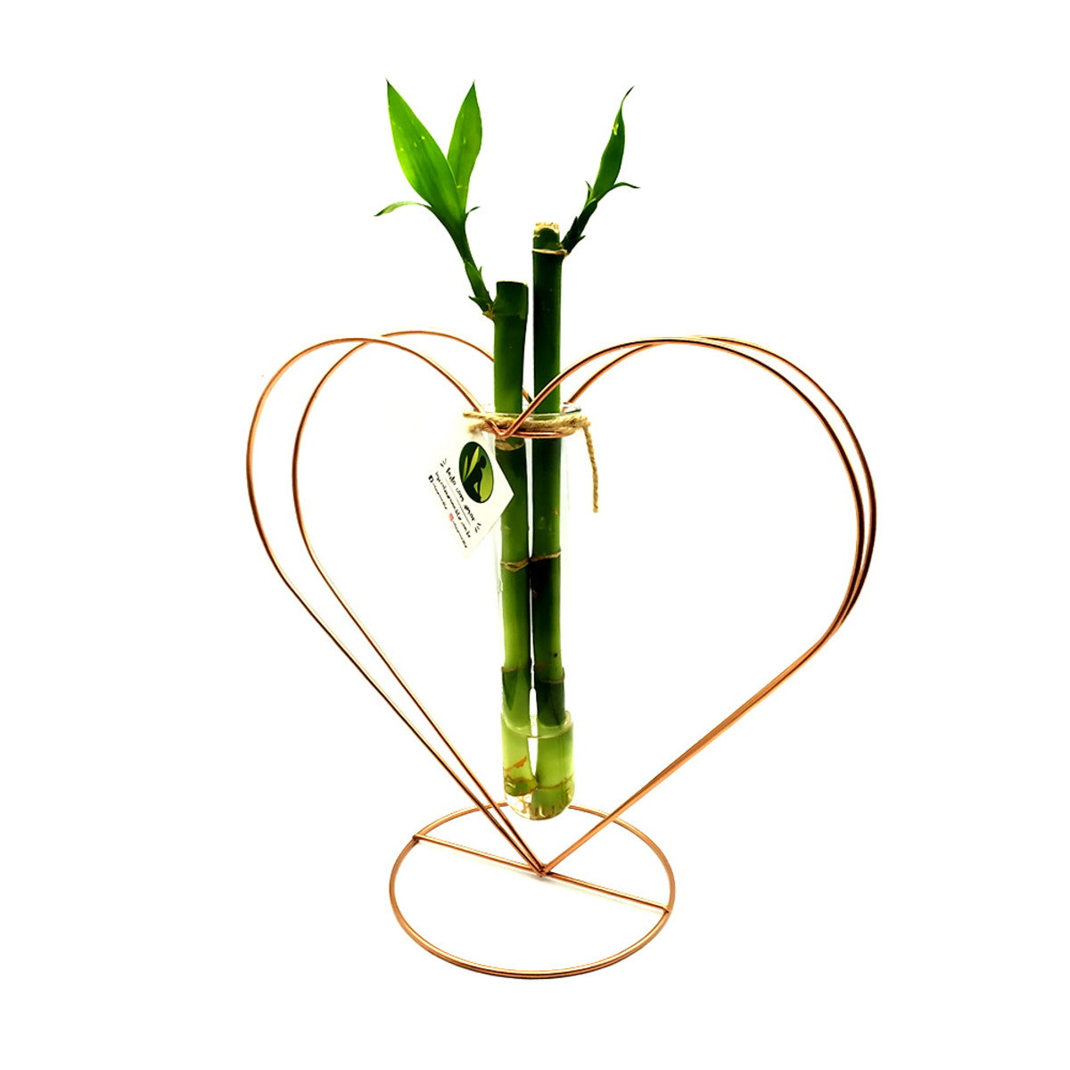 Suporte em Metal e Vaso de Vidro com Bambu da Sorte (Coração)
