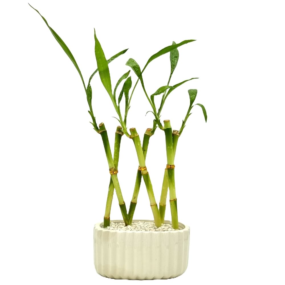 Vaso com 6 Hastes de Bambu da Sorte Trançado