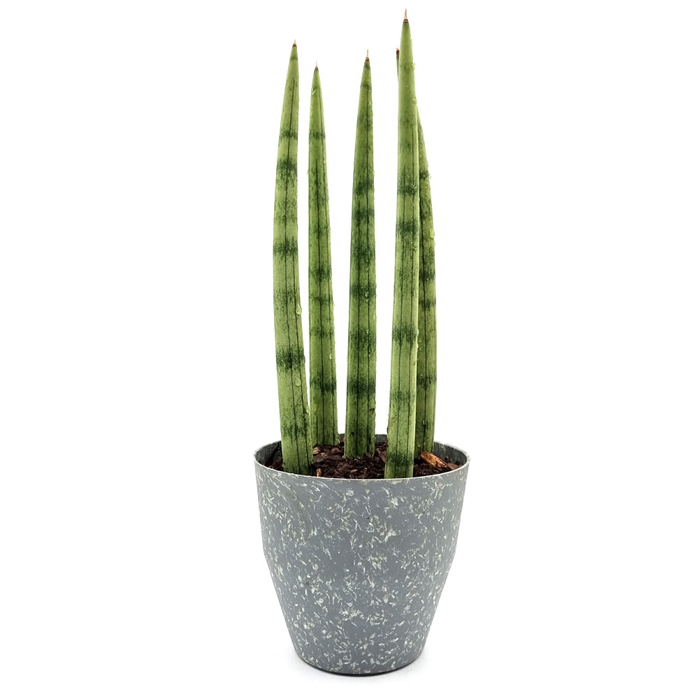 Vaso com Planta Lança de São Jorge (30cm)