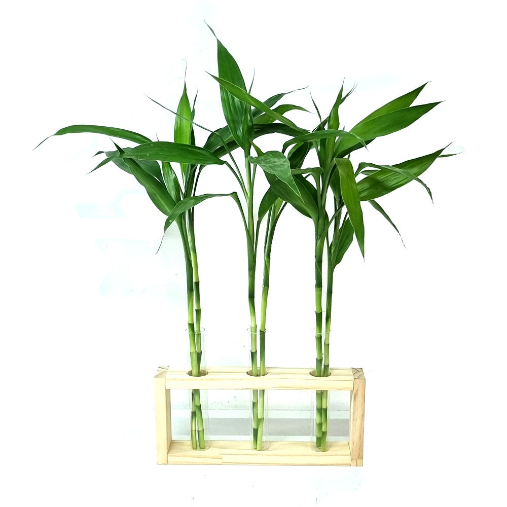 Vaso Triplo com Suporte de Madeira Pinus e Bambu da Sorte (6 Hastes)