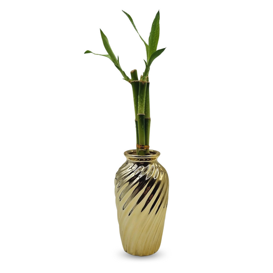 Vaso Haiti em Cerâmica com Bambu da Sorte (Dourado)