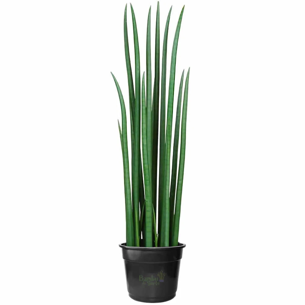 Lança de São Jorge Sansevieria Cylindrica Reta (150cm)