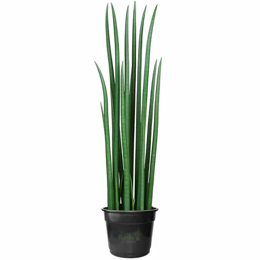 Lança de São Jorge Sansevieria Cylindrica Reta (150cm)