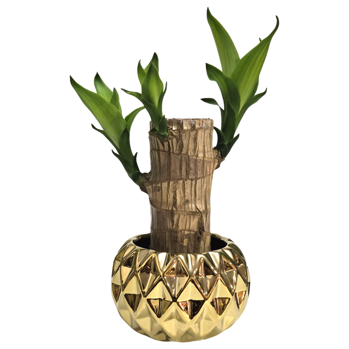 Cachepot em Cerâmica com Muda de Pau D'Água (Média)