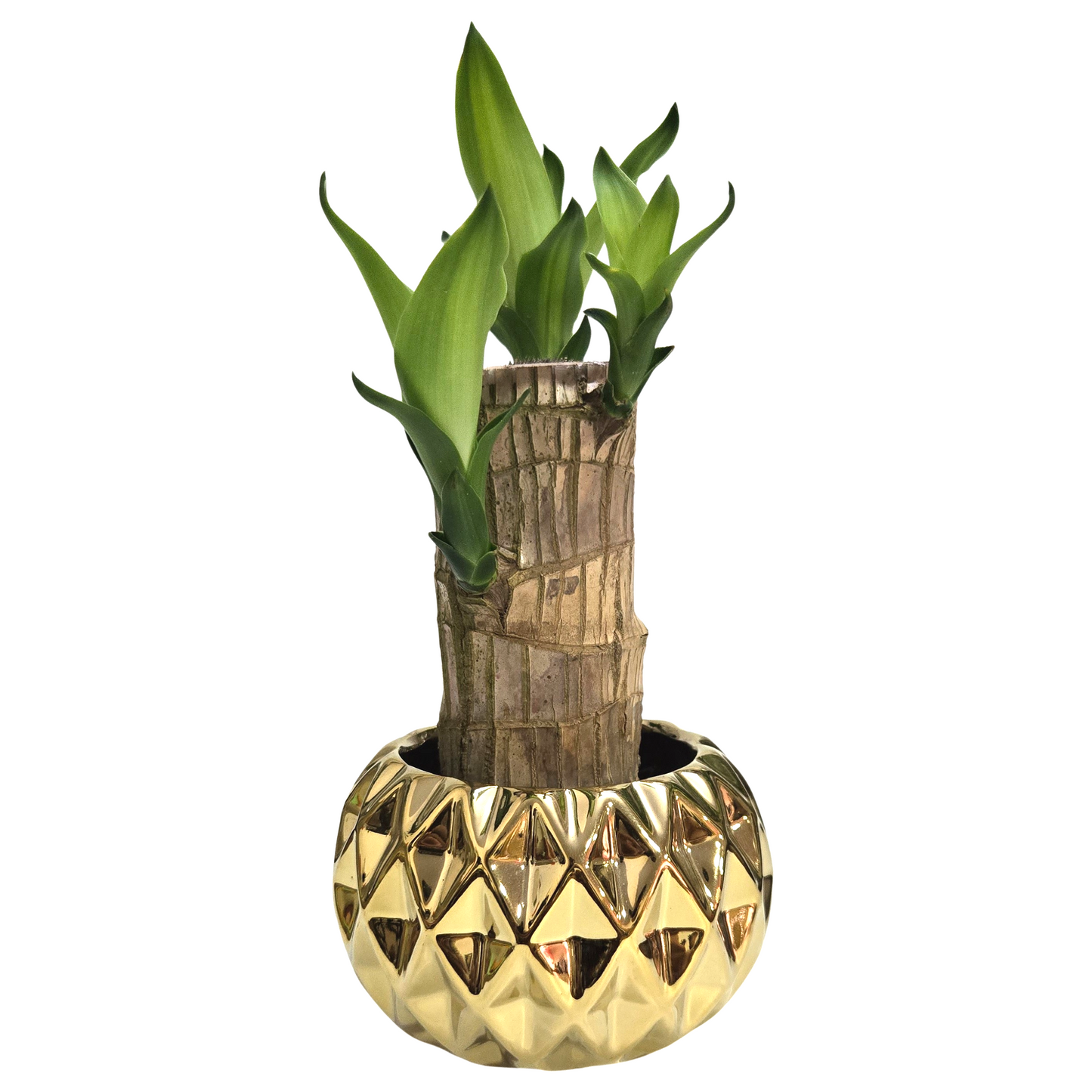 Cachepot em Cerâmica com Muda de Pau D'Água (Média)