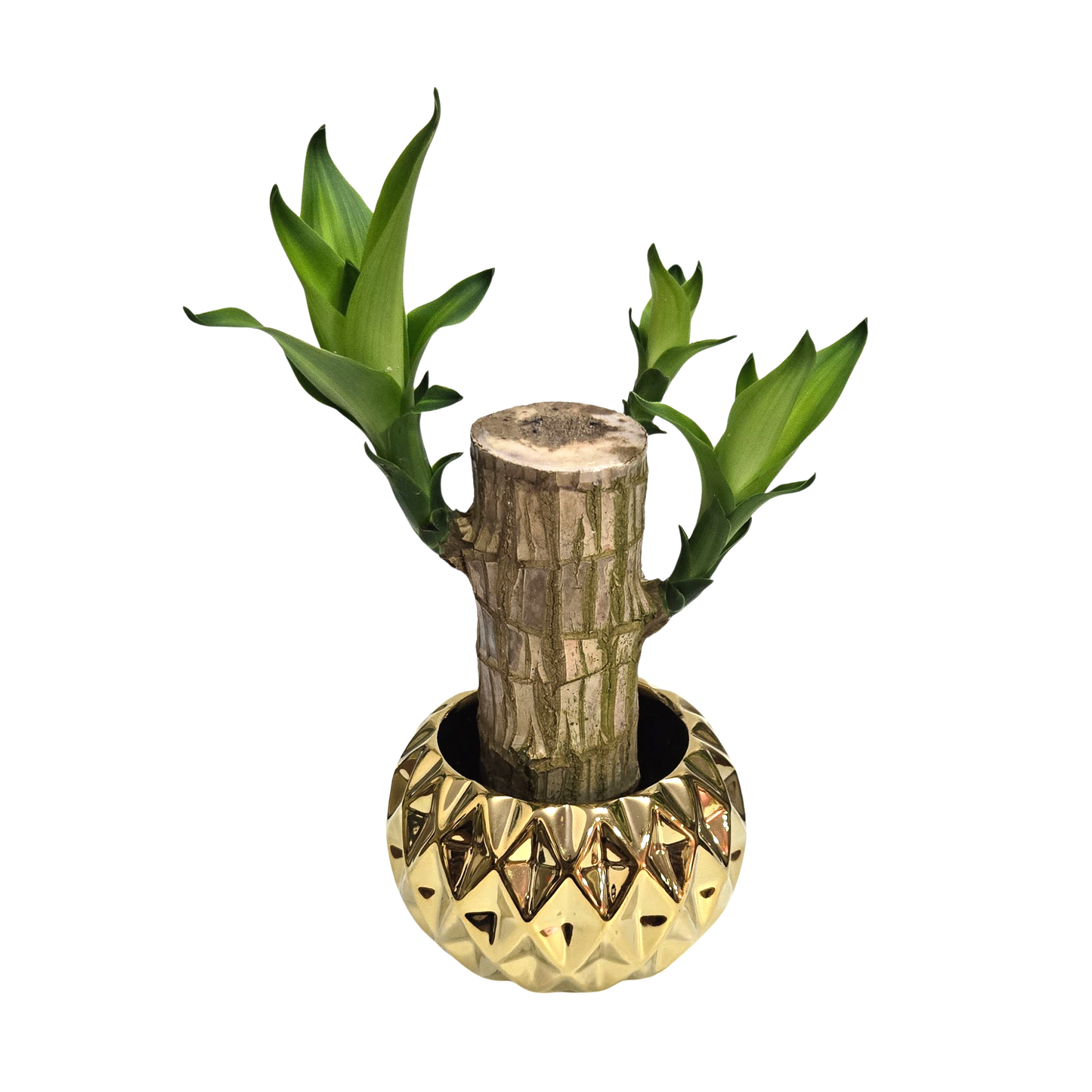 Cachepot em Cerâmica com Muda de Pau D'Água (Média)