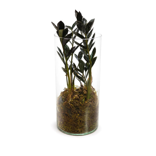 Arranjo em Vidro com Black Zamioculca (Planta da Fortuna)