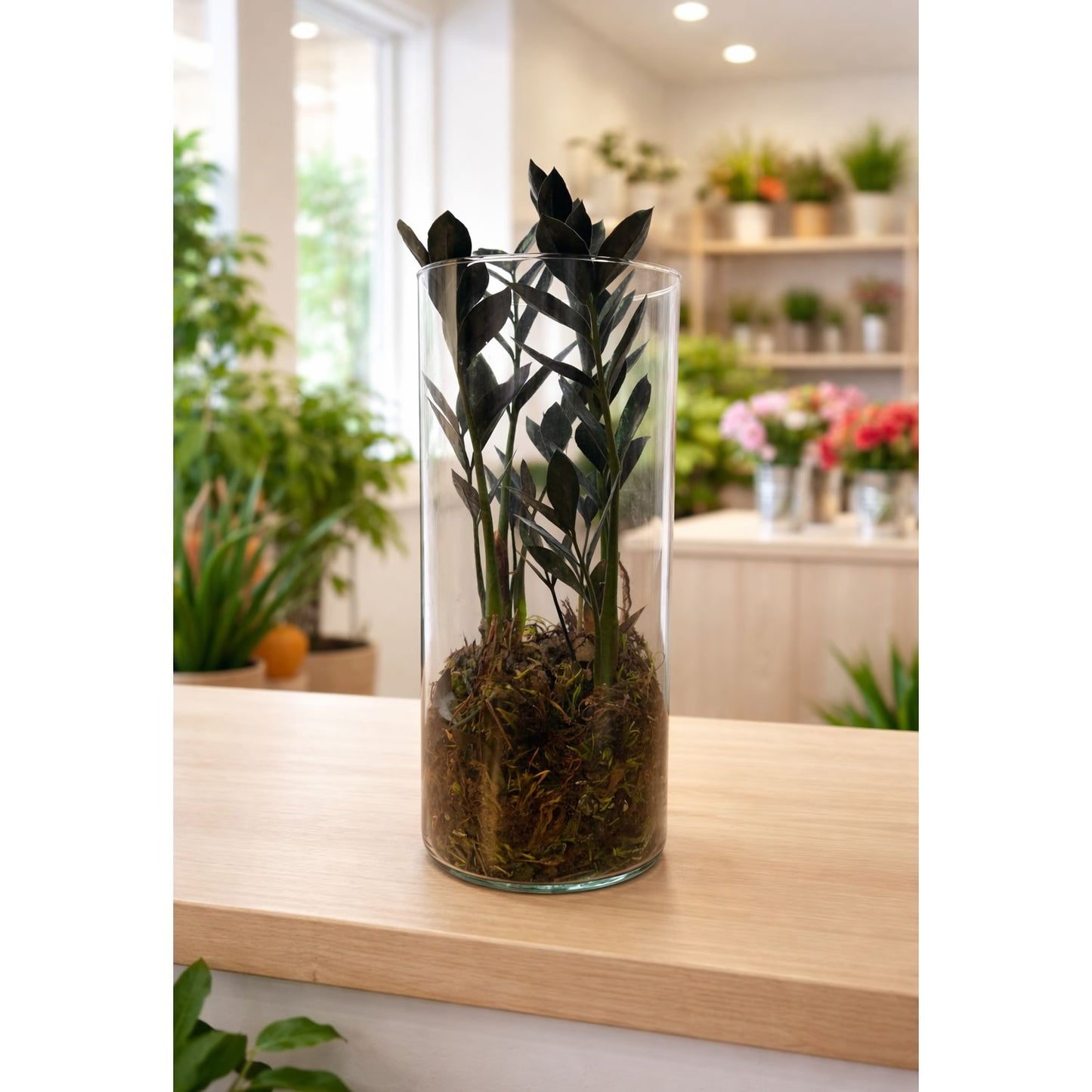 Arranjo em Vidro com Black Zamioculca (Planta da Fortuna)