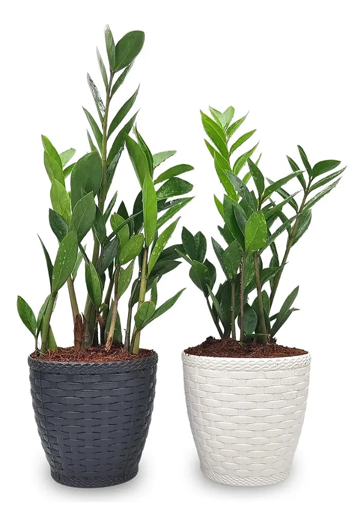 Par de Vasos Yin Yang com Planta Zamioculca (Planta da Fortuna)