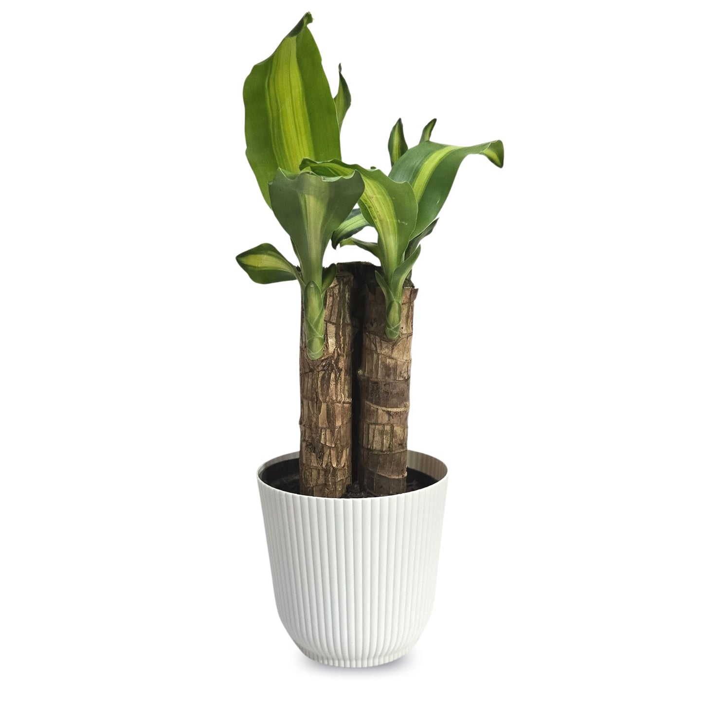 Planta Dracaena Fragrans com Cachepot Milan (Pau D'água)