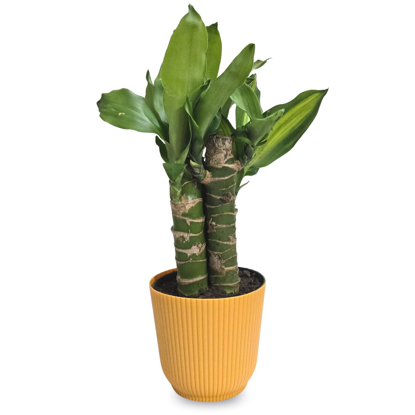 Planta Dracaena Fragrans com Cachepot Milan (Pau D'água)