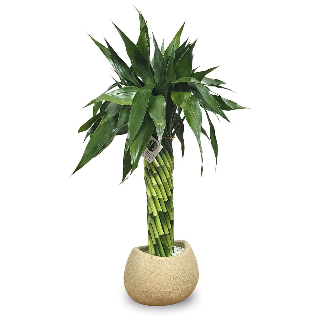 Arranjo com Bambu da Sorte Torre em Espiral (50cm)