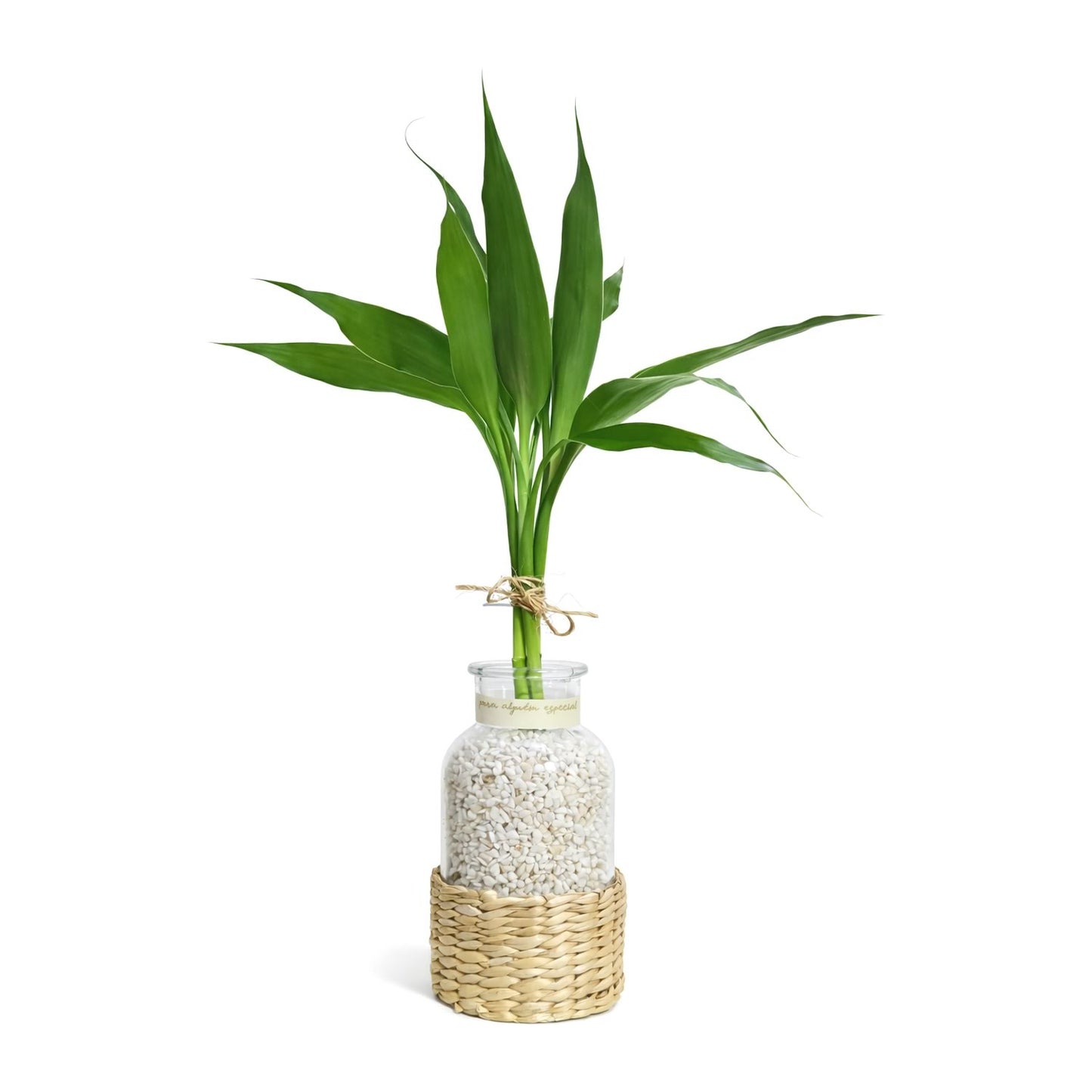 Vaso em Vidro Panamá com Bambu da Sorte (2 Hastes)