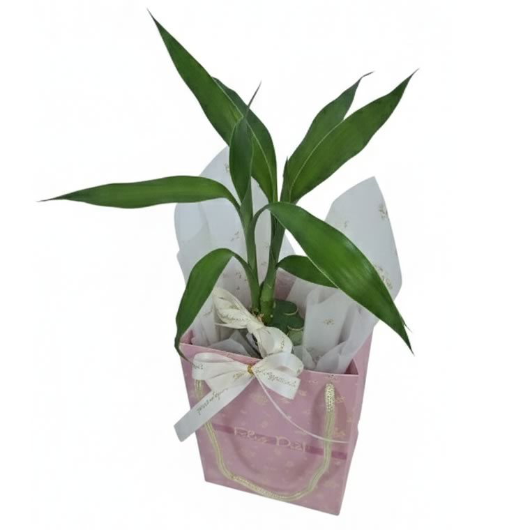 Kit Presente Bambu da Sorte e Sacola Feliz Dia!