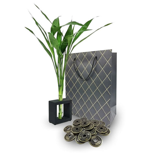 Kit Presente Vaso com Bambu da Sorte + 10 Moedas Chinesas