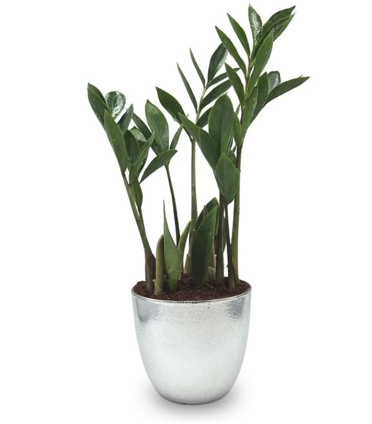 Vaso Prateado com Planta Zamioculca (Planta da Fortuna)