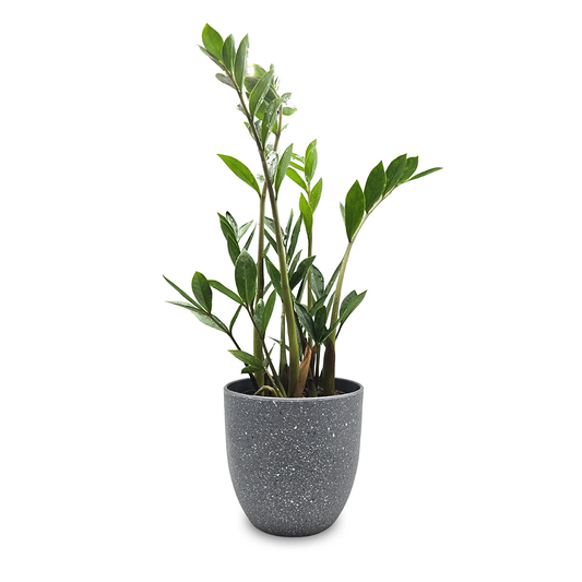 Cachepot com Planta Zamioculca (Cimento)
