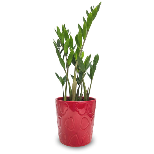 Zamioculca com Vaso em Cerâmica Corações (Planta da Fortuna)