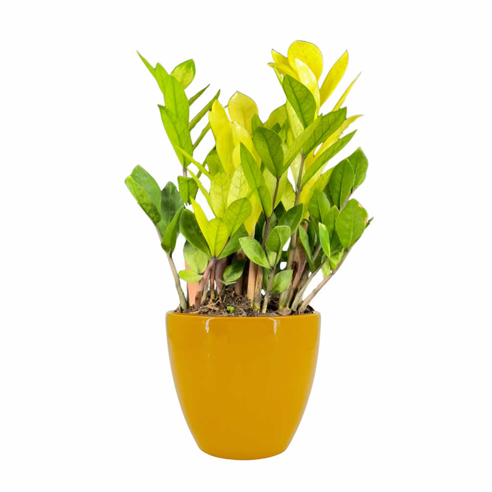 Zamioculca Chameleon com Cachepot em Cerâmica (Planta da Fortuna)