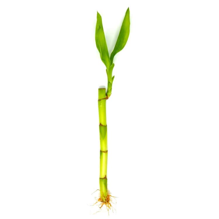 Haste de Bambu da Sorte (Pequeno)