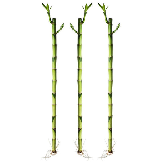 Kit com 3 Hastes de Bambu da Sorte (Médio)