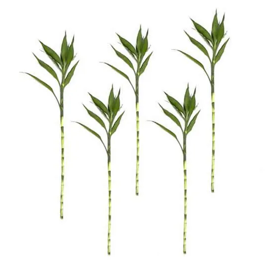 Kit com 5 Hastes de Bambu da Sorte (Extra Grande)