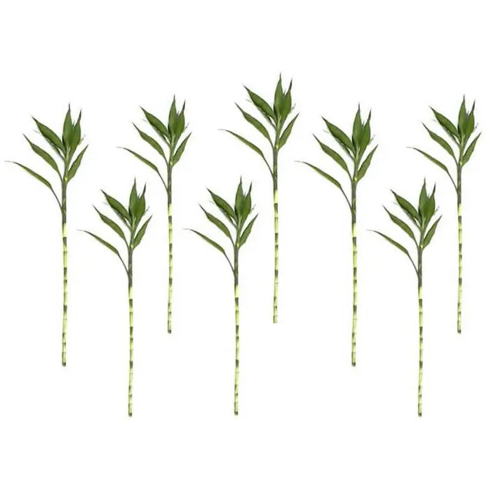 Kit com 8 Hastes de Bambu da Sorte (Extra Grande)