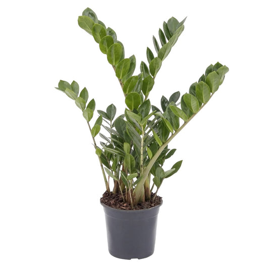 Muda de Zamioculca (Planta da Fortuna) Média