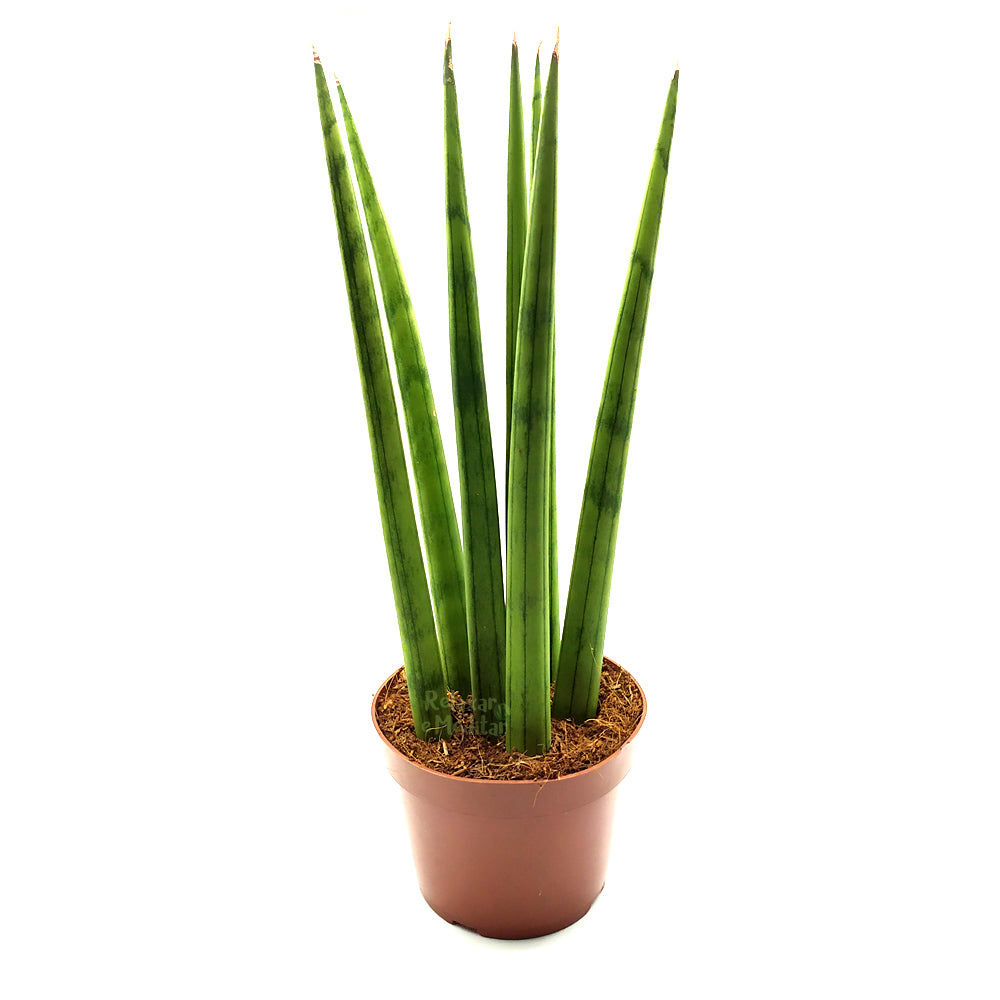 Planta Lança de São Jorge Reta (Média)