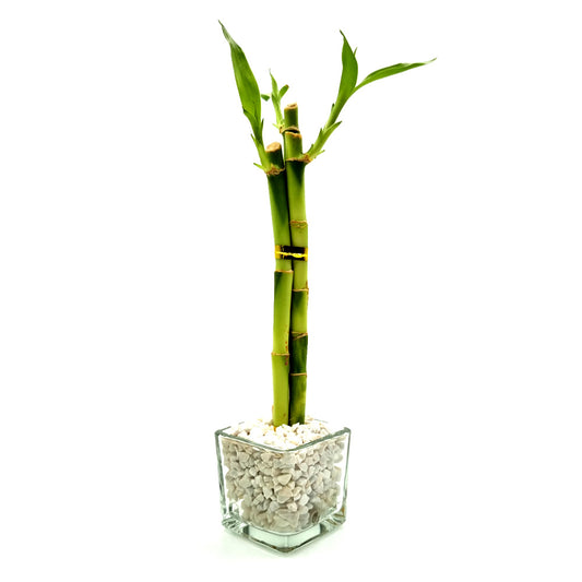 Vasinho de Vidro com Três Bambu da Sorte (Pequeno)