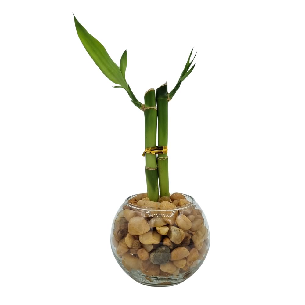 Vasinho Redondo com Dois Bambus da Sorte (Lucky Bamboo)