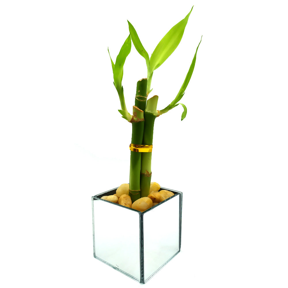Vaso Cachepot Espelhado com 3 Hastes de Bambu da Sorte