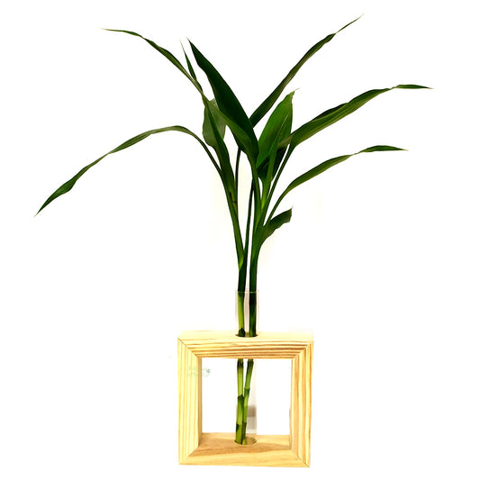 Vaso com Suporte de Madeira Pinus com Bambu da Sorte (2 Hastes)