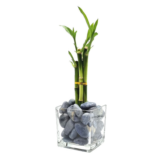 Vaso de Vidro com Bambu da Sorte e Quartzo Azul (6 Hastes)